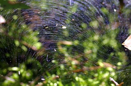 Sommerfitness i luften: Effektive trampolinøvelser til solskinsdagene